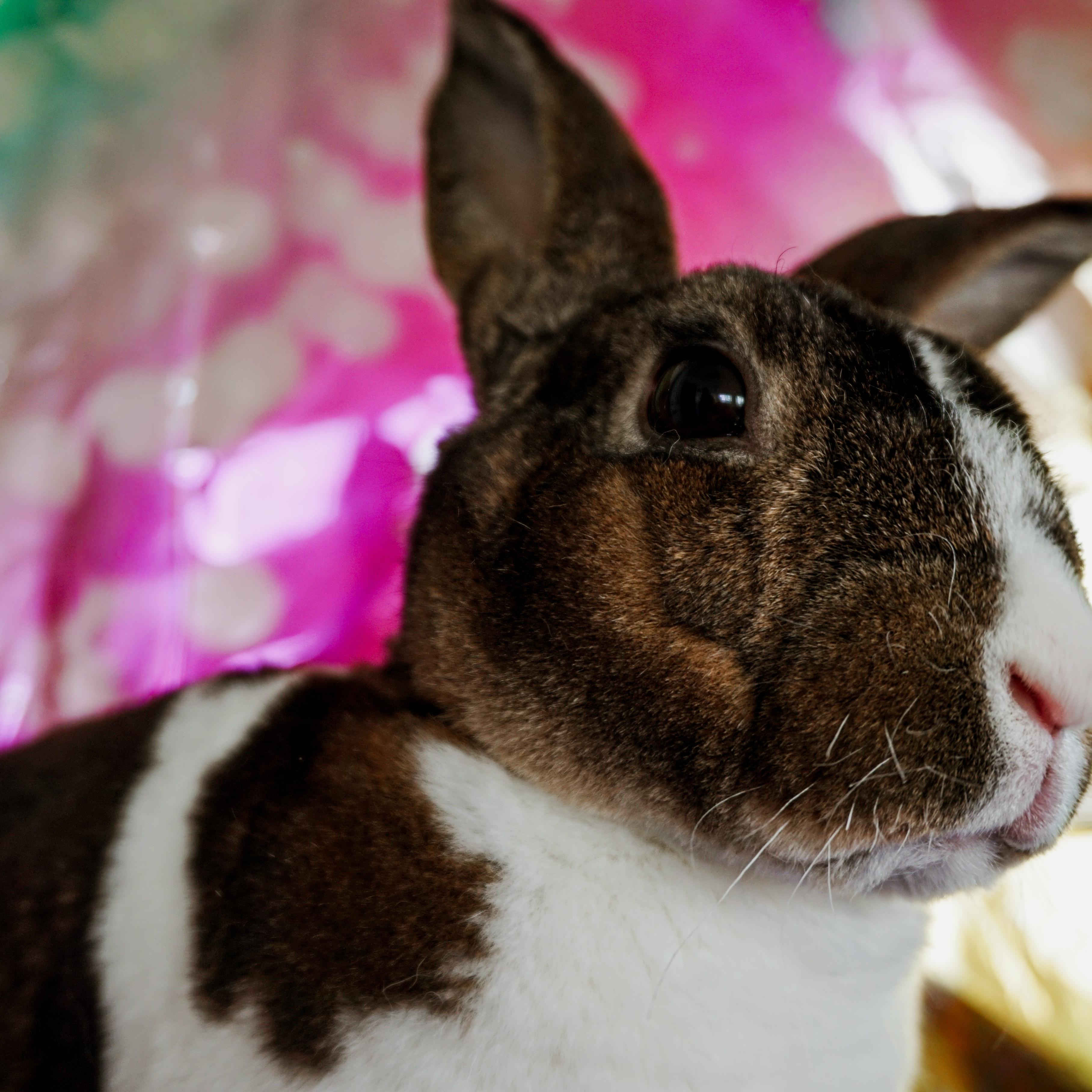 Enlarge Alice, a ADOPTABLE mixed breed in Long Beach, CA image 2/3