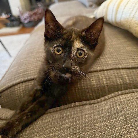 Enlarge Roux, a Adoptable Domestic Short Hair in Pleasant Hill, CA image 1/3