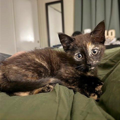 Enlarge Roux, a Adoptable Domestic Short Hair in Pleasant Hill, CA image 2/3