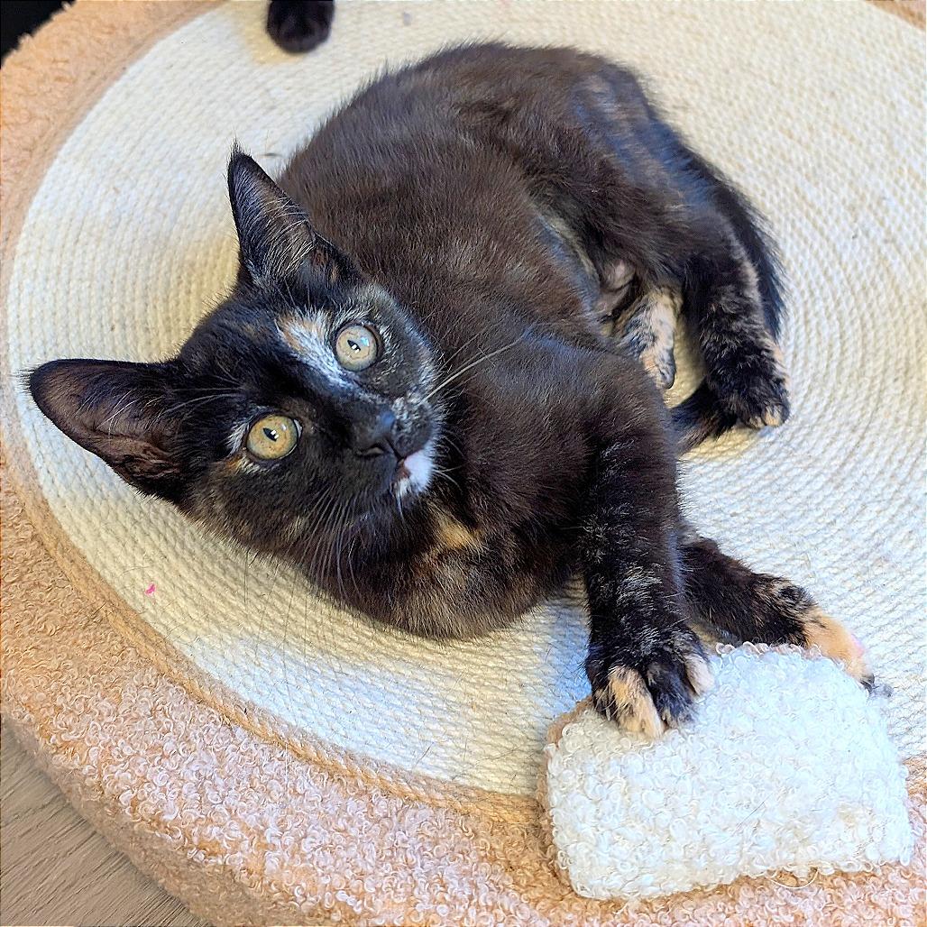Enlarge Roux, a Adoptable Domestic Short Hair in Pleasant Hill, CA image 3/3