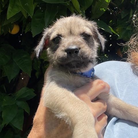 Enlarge Bobby (Spelling "B" litter), a Adoptable mixed breed in Redwood City, CA image 2/6