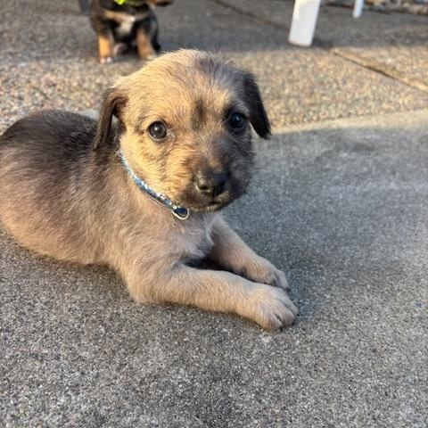 Enlarge Bobby (Spelling "B" litter), a Adoptable mixed breed in Redwood City, CA image 3/6