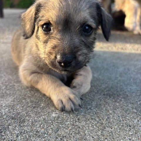 Enlarge Bobby (Spelling "B" litter), a Adoptable mixed breed in Redwood City, CA image 1/6