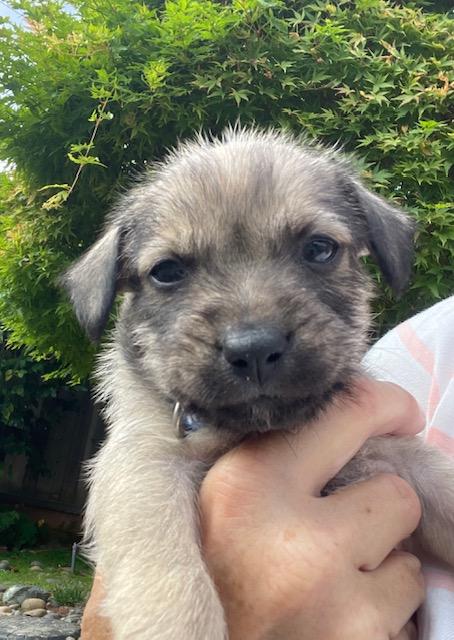 Enlarge Bobby (Spelling "B" litter), a Adoptable mixed breed in Redwood City, CA image 6/6