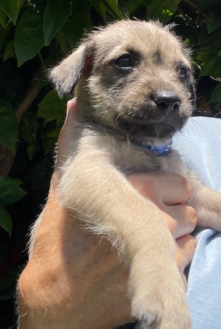 Enlarge Bobby (Spelling "B" litter), a Adoptable mixed breed in Redwood City, CA image 4/6