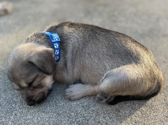 Enlarge Bobby (Spelling "B" litter), a Adoptable mixed breed in Redwood City, CA image 5/6