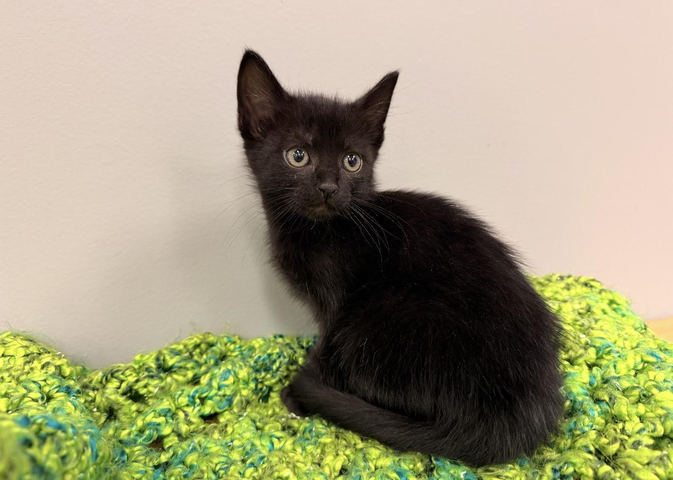 Enlarge Wednesday, an adopted mixed breed in East Dundee , IL image 2/2