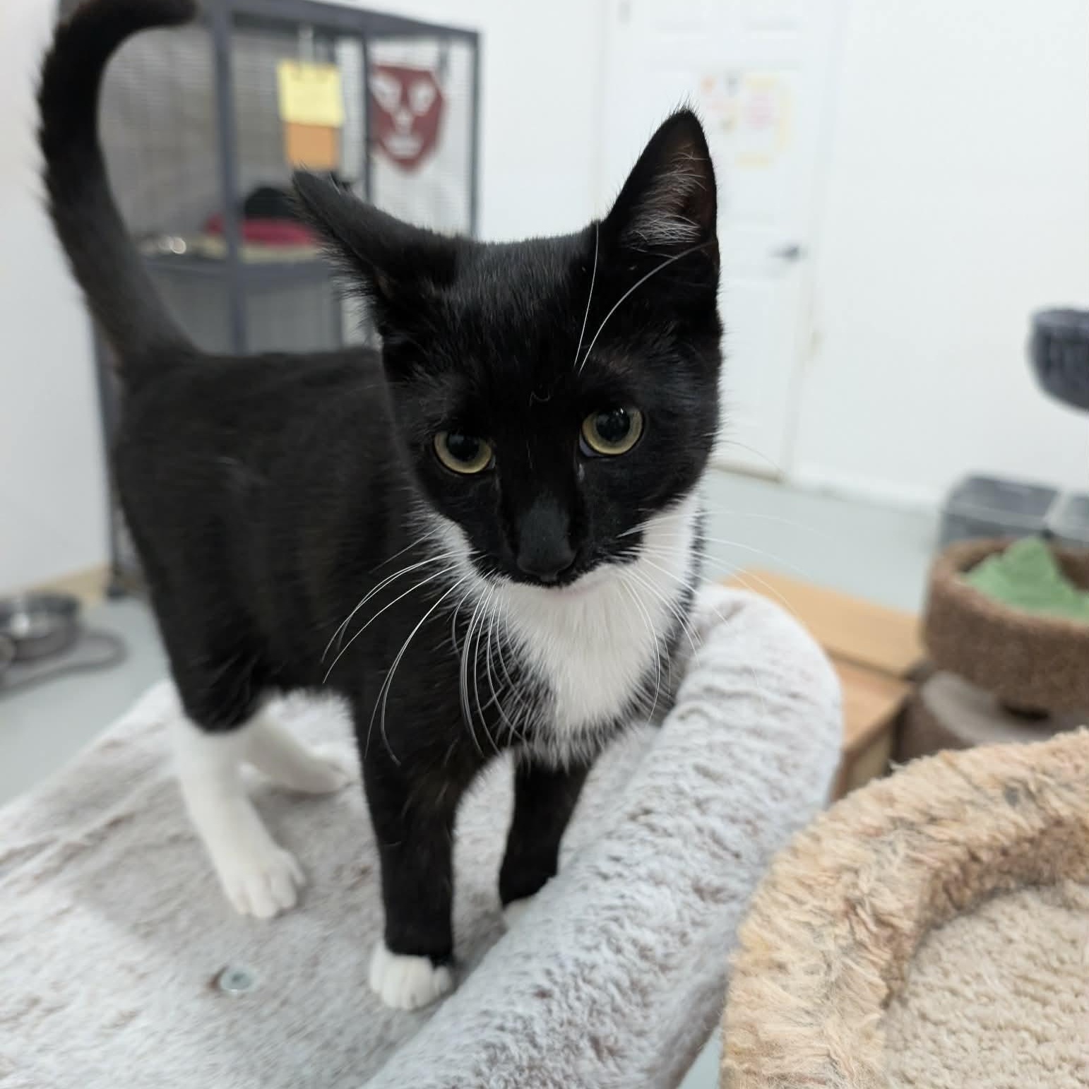 Enlarge Lincoln, an adopted mixed breed in West Palm Beach, FL image 3/3