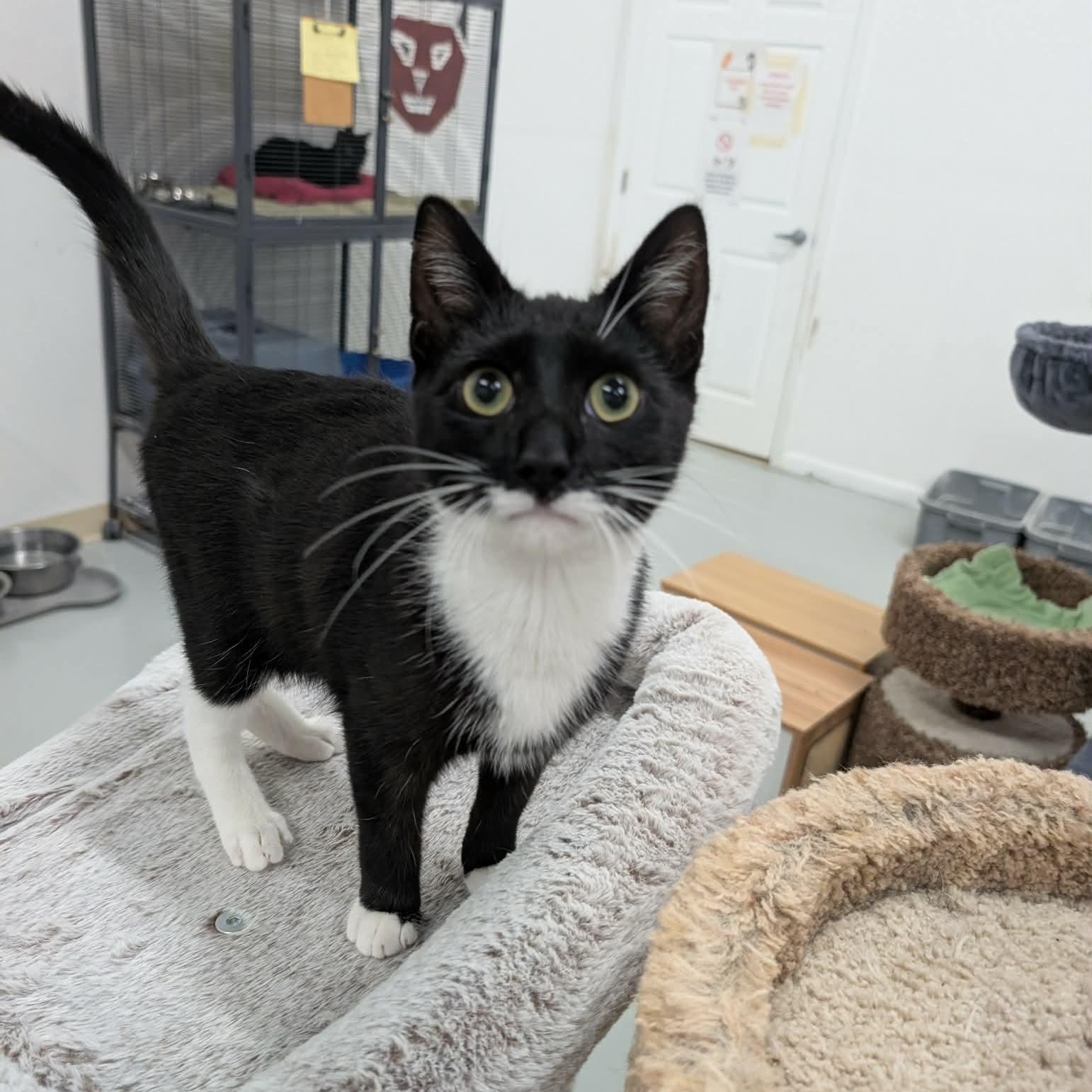 Enlarge Lincoln, an adopted mixed breed in West Palm Beach, FL image 1/3