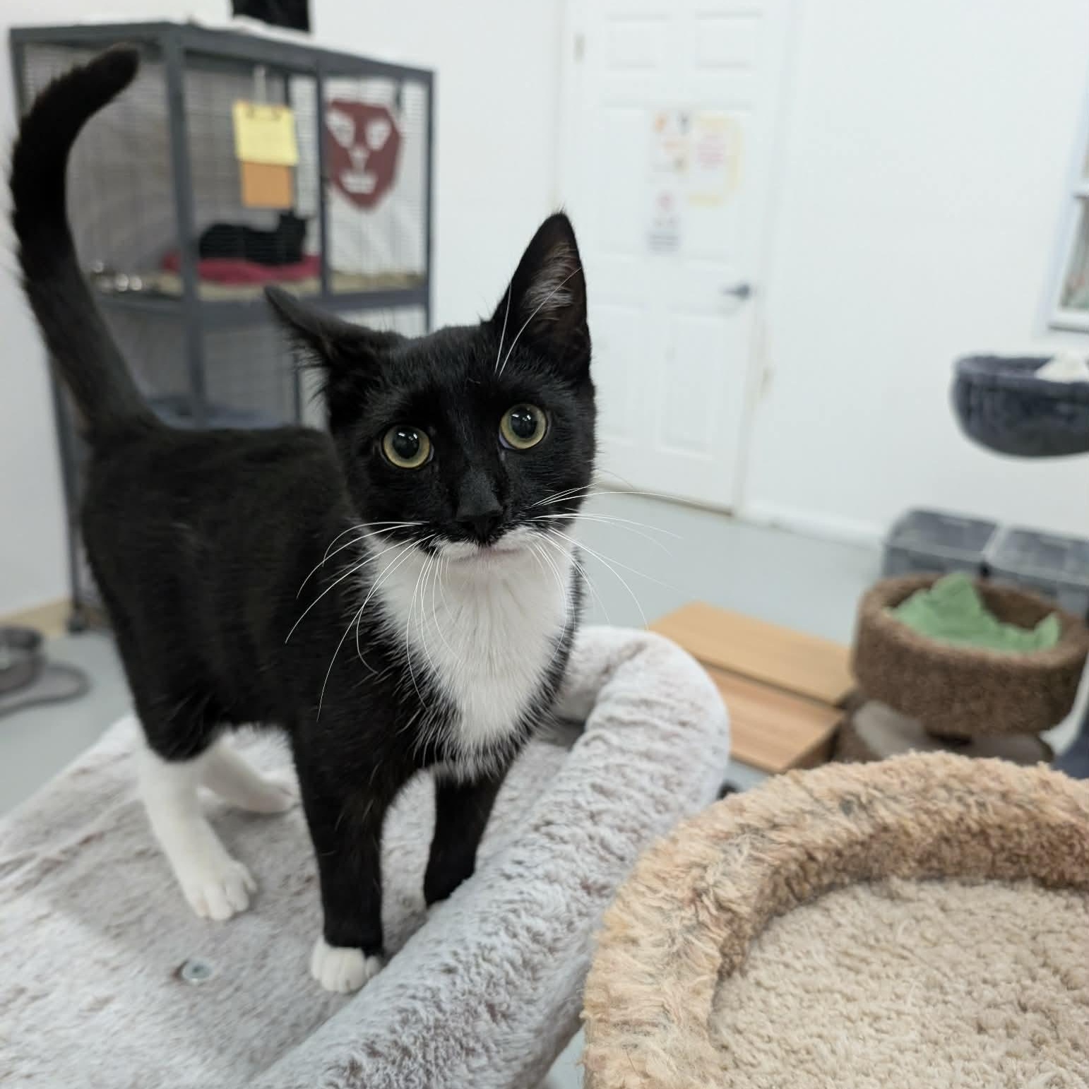 Enlarge Lincoln, an adopted mixed breed in West Palm Beach, FL image 2/3