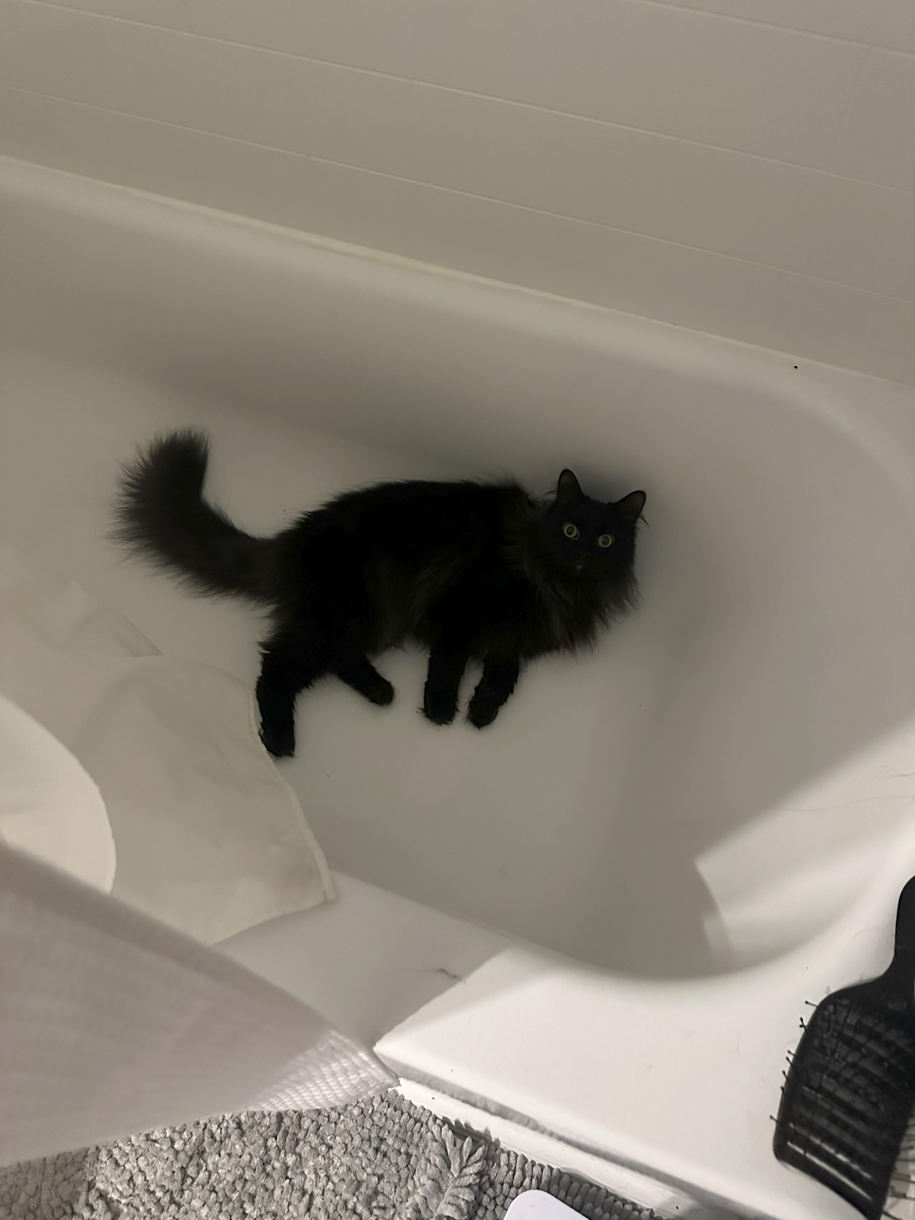 Enlarge Luna and Shadow, a Adopted Domestic Long Hair in Columbus, OH image 2/5