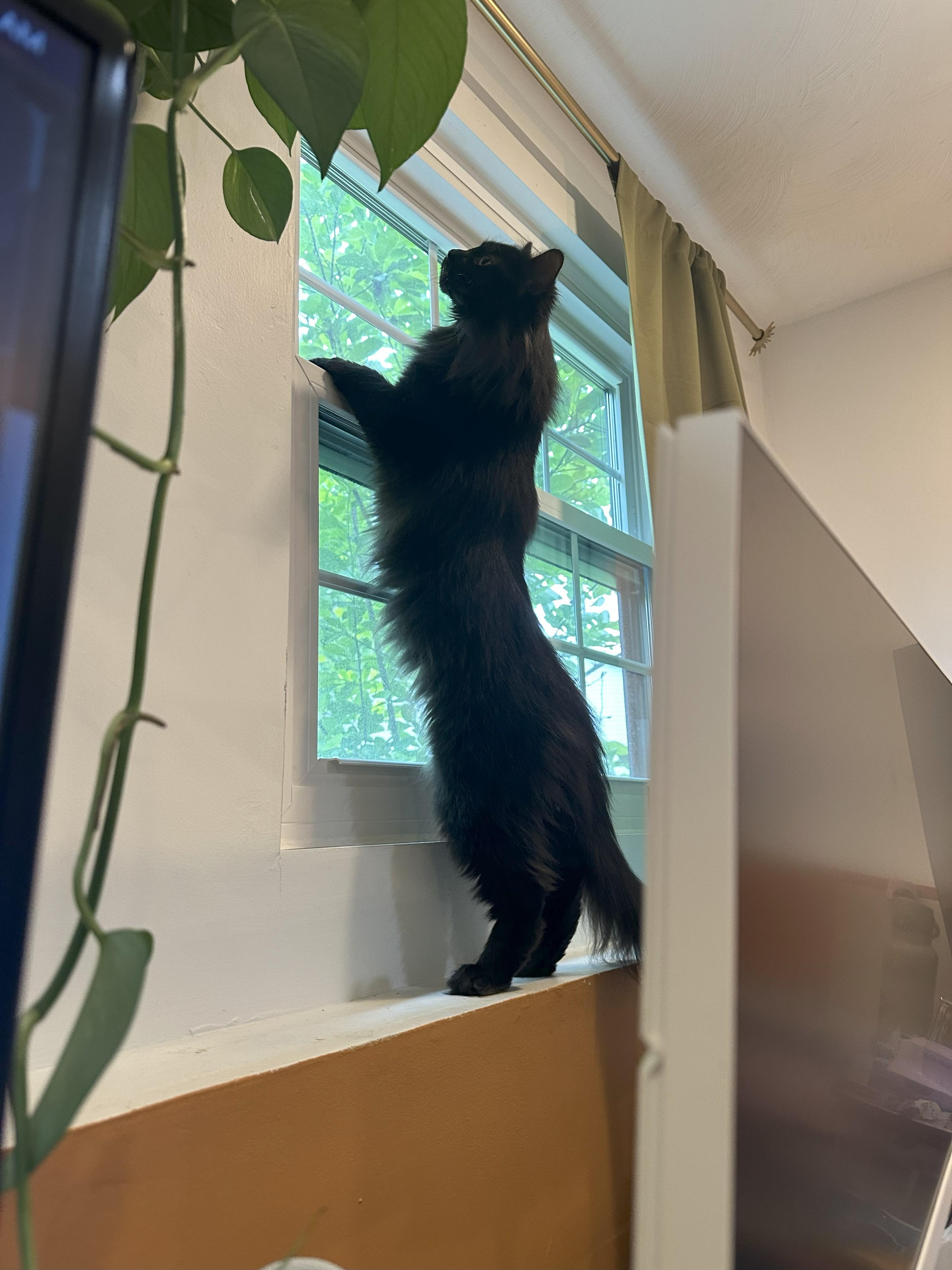 Enlarge Luna and Shadow, a Adopted Domestic Long Hair in Columbus, OH image 3/5