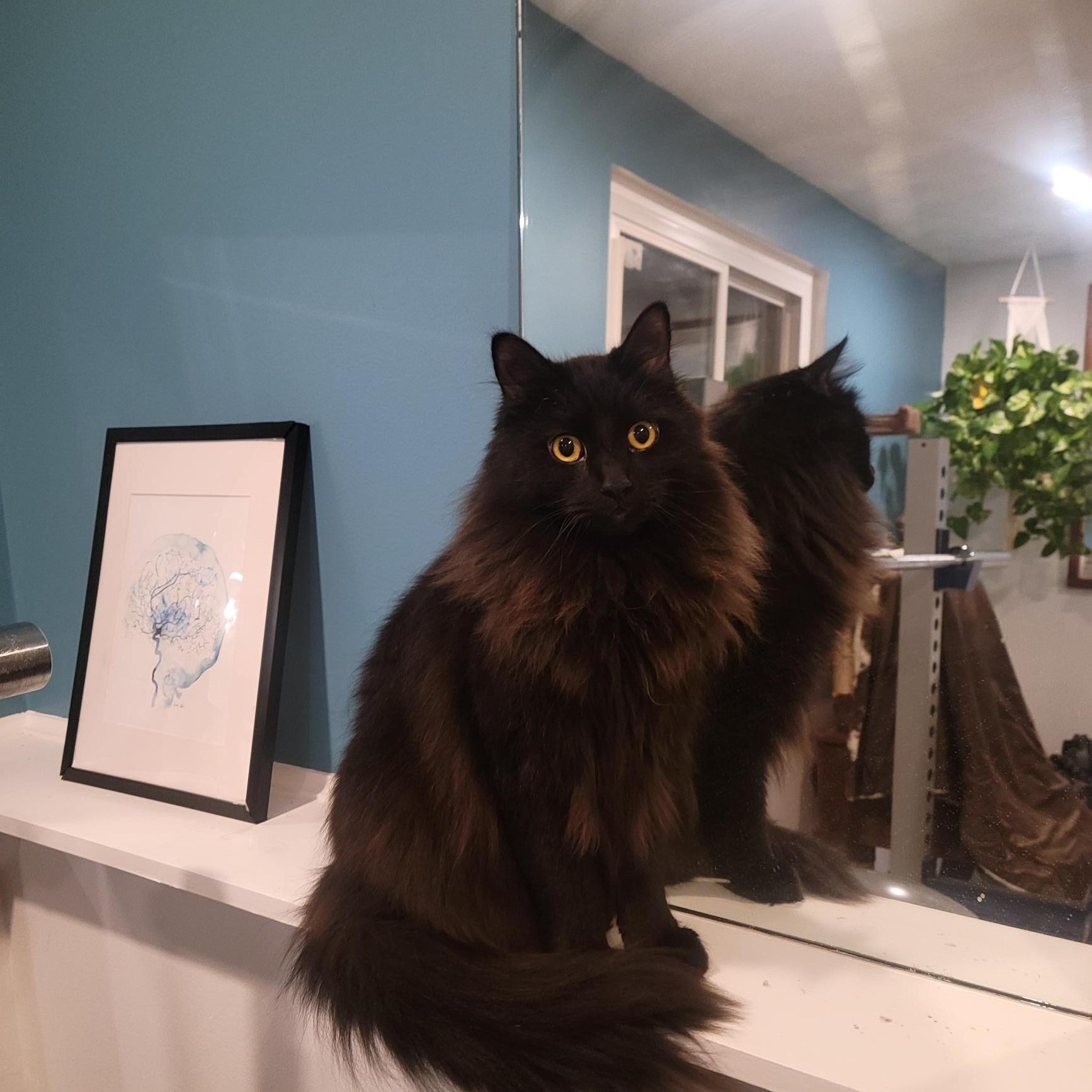 Enlarge Luna and Shadow, a Adopted Domestic Long Hair in Columbus, OH image 4/5