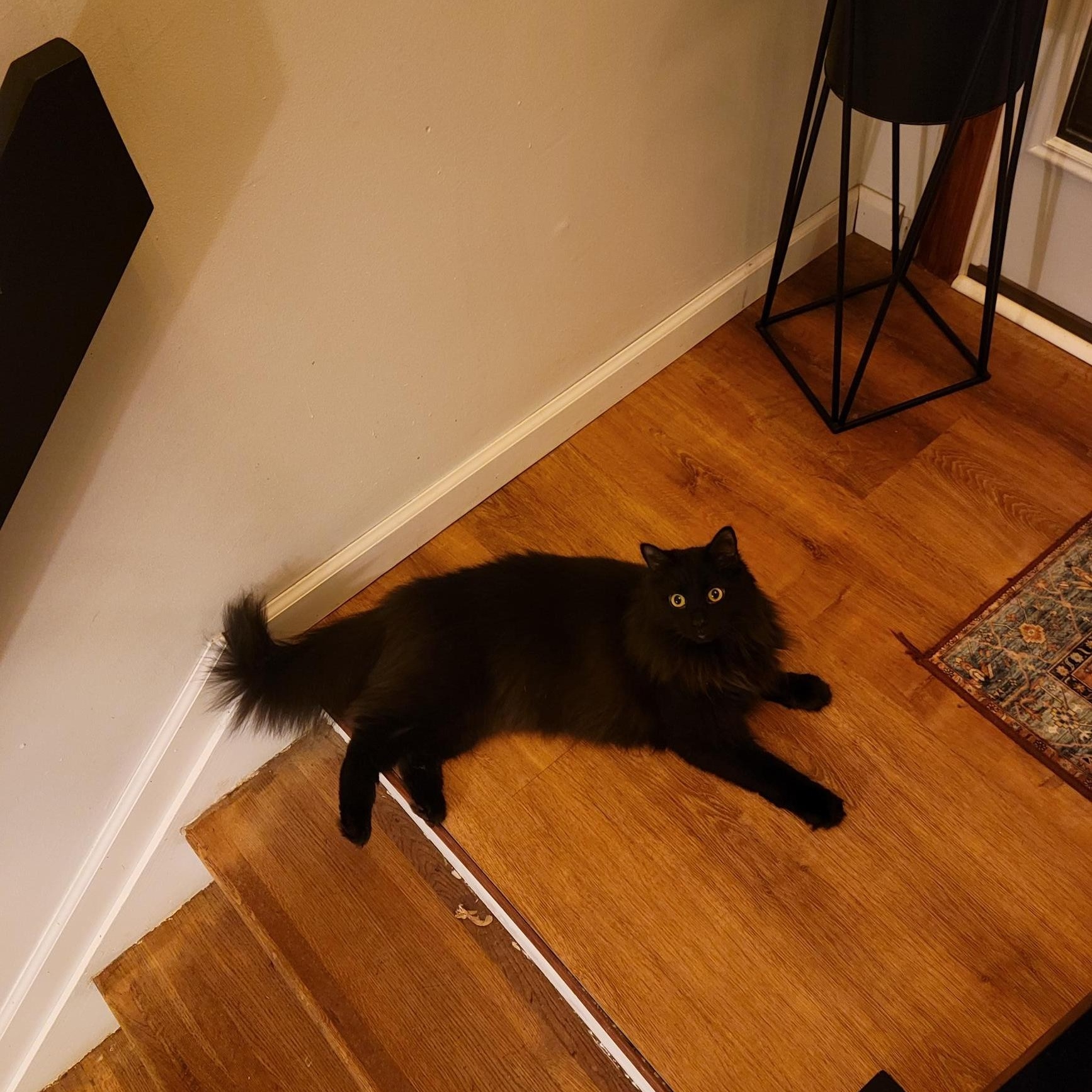 Enlarge Luna and Shadow, a Adopted Domestic Long Hair in Columbus, OH image 5/5