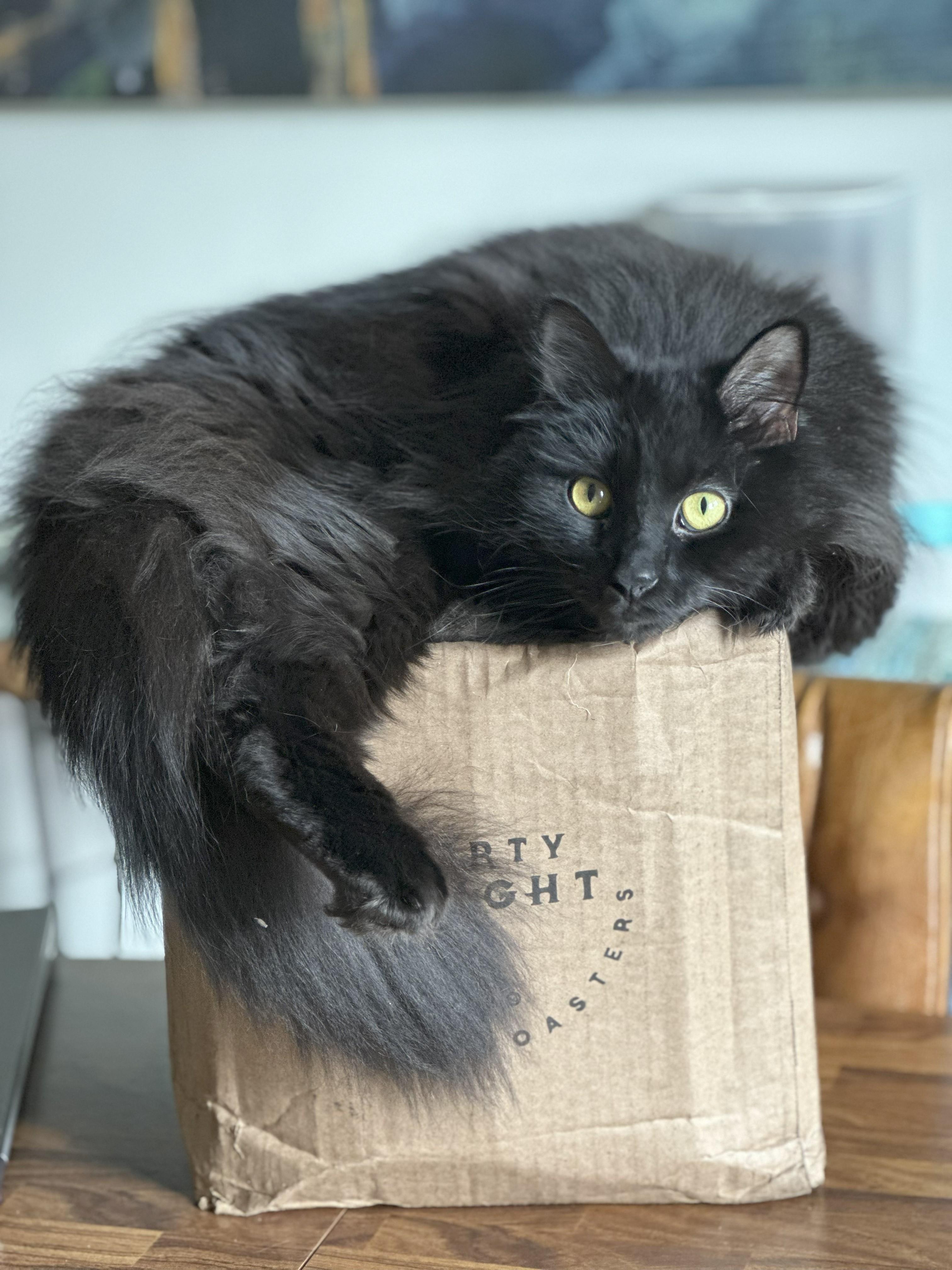 Enlarge Luna and Shadow, a Adopted Domestic Long Hair in Columbus, OH image 1/5
