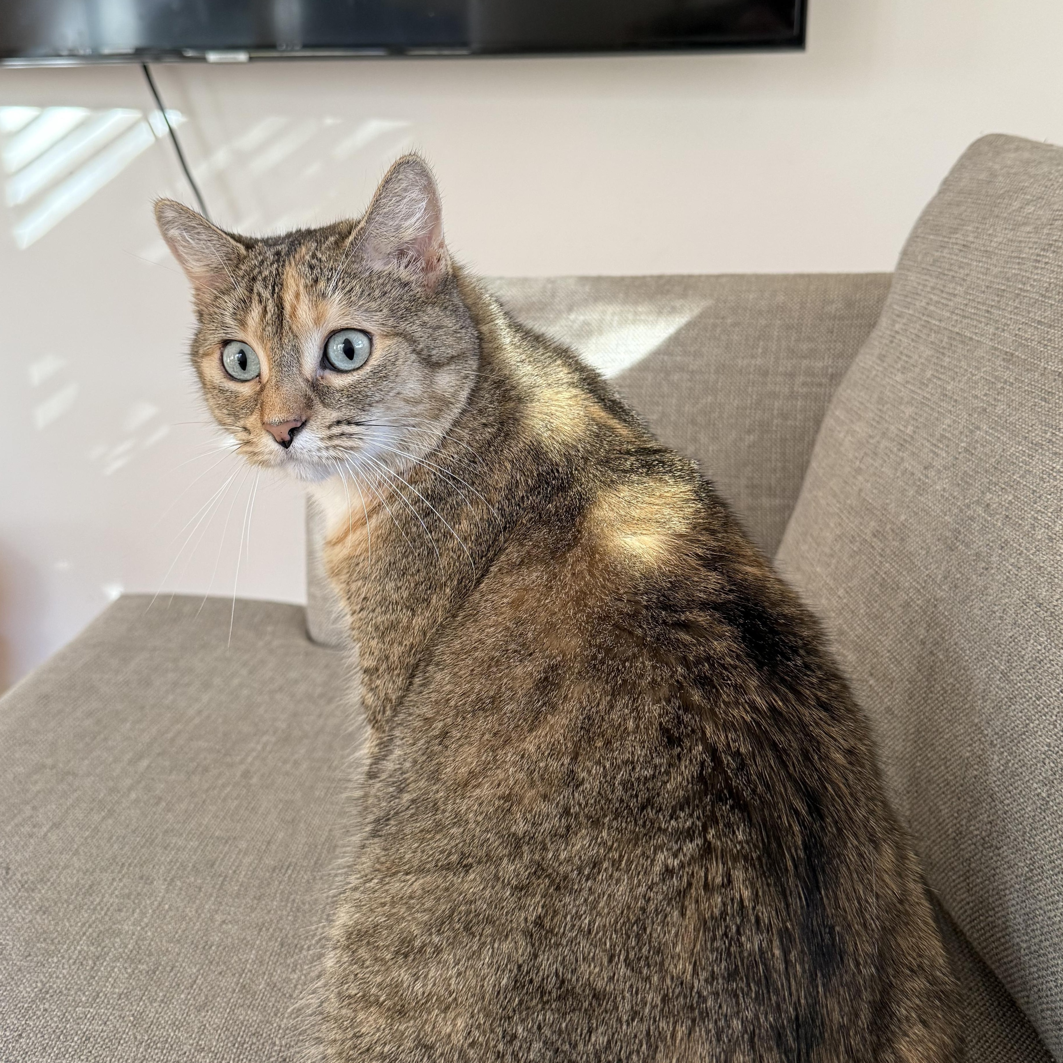 Smudge, Adoptable, Adult Female Torbie & Domestic Short Hair.