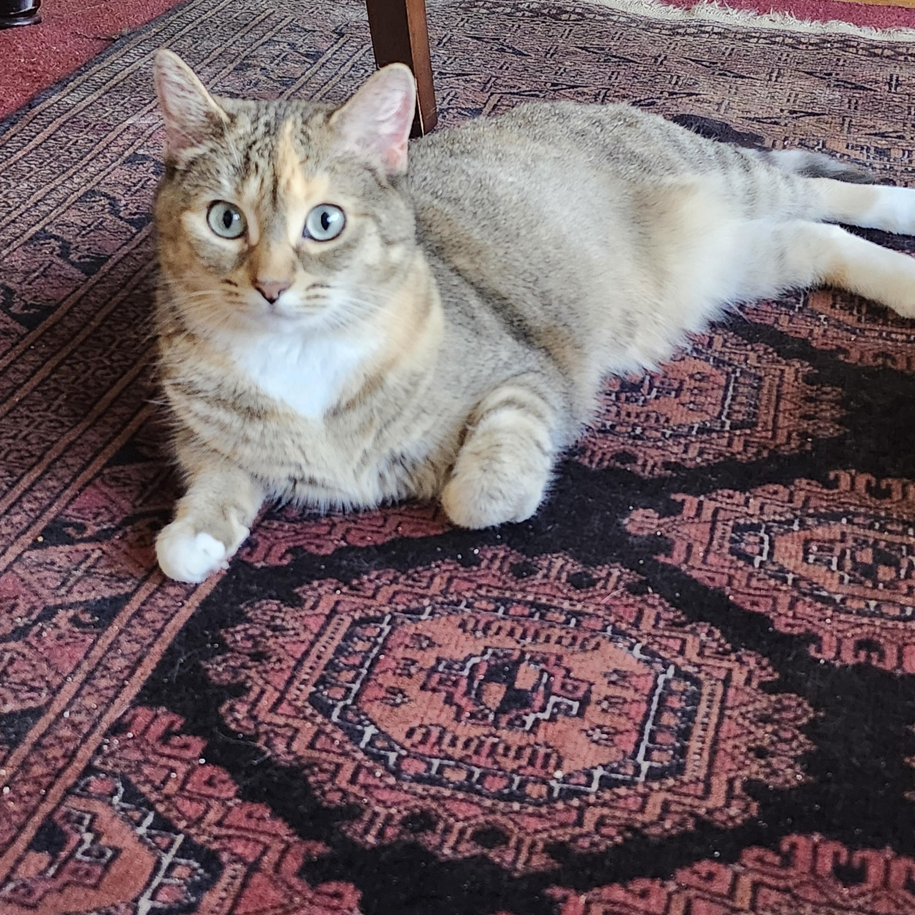 Smudge, Adoptable, Adult Female Torbie & Domestic Short Hair.
