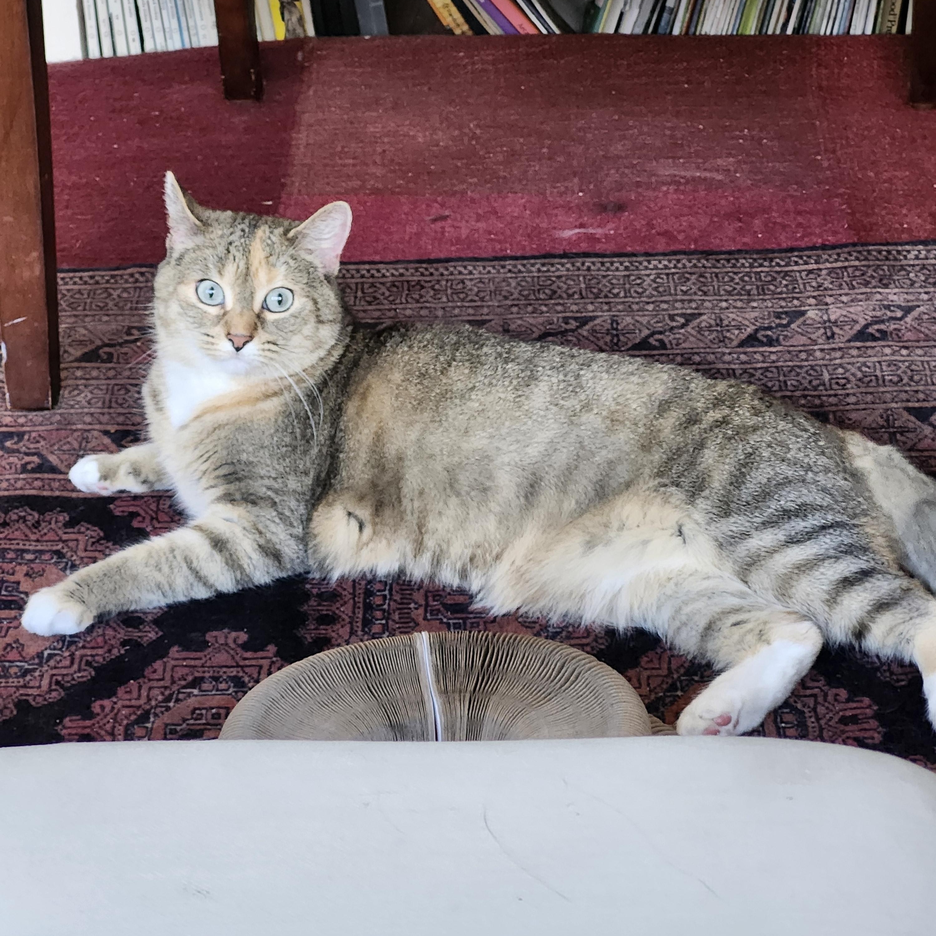 Smudge, a Adoptable mixed breed in FITCHBURG, MA image 4/6