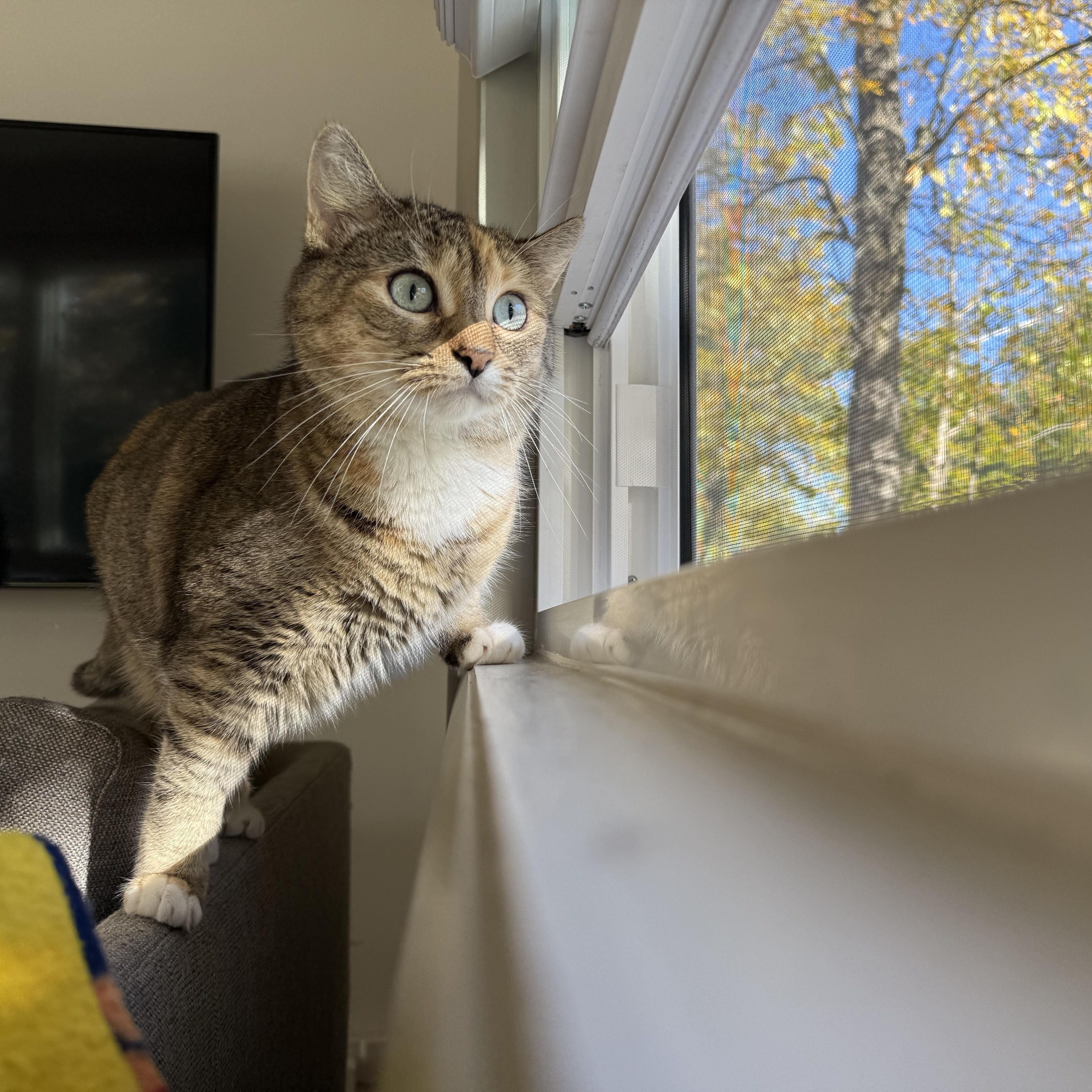 smudge, Adoptable, Adult Female Domestic Short Hair.