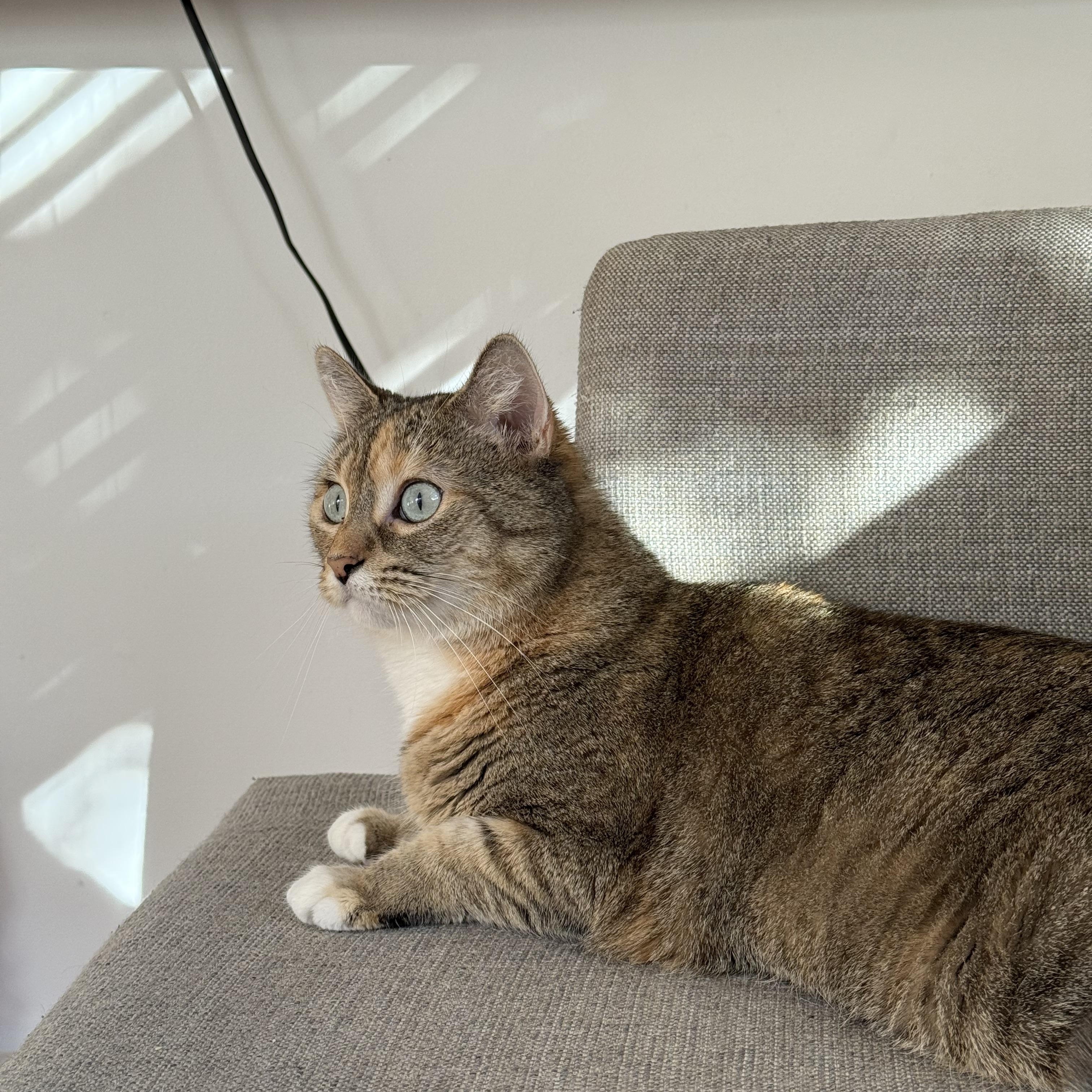 smudge, a Adoptable Domestic Short Hair in FITCHBURG, MA image 1/4