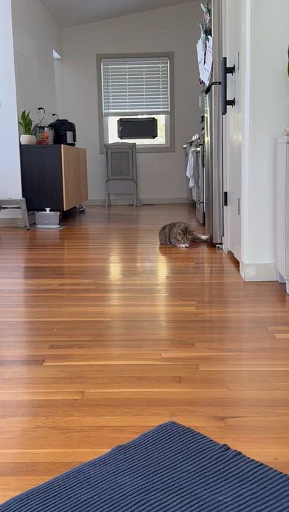 Enlarge smudge, a Adoptable Domestic Short Hair in FITCHBURG, MA video 2/5