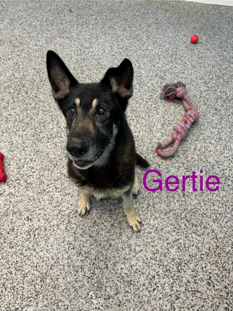 Enlarge Gertie, a Adopted German Shepherd Dog in Kendallville, IN image 1/1