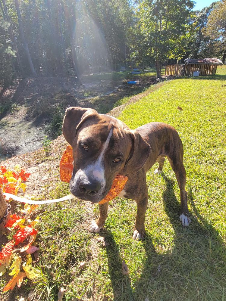Bluto (k&k), a Adoptable mixed breed in Aulac, NB image 1/6