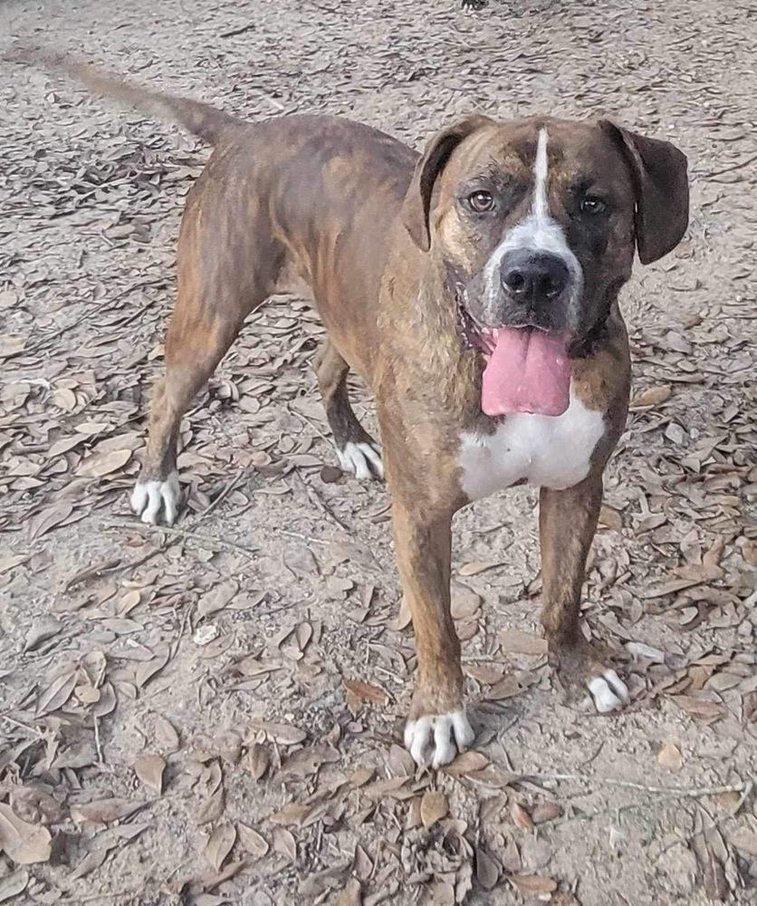 Bluto (k&k), a Adoptable mixed breed in Aulac, NB image 2/6