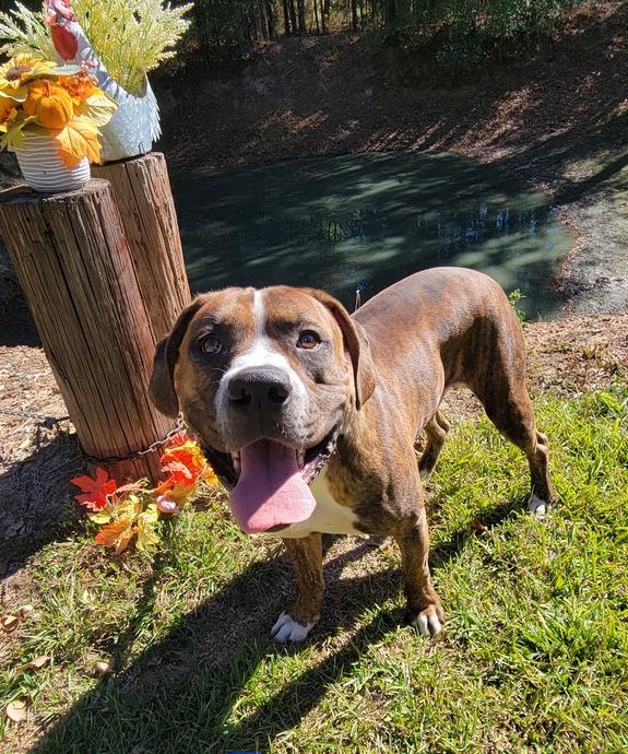Bluto (k&k), a Adoptable mixed breed in Aulac, NB image 3/6