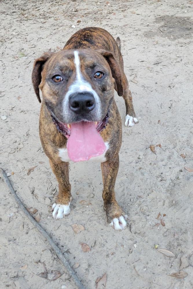 Bluto (k&k), Adoptable, Senior Male Boxer & American Bulldog.