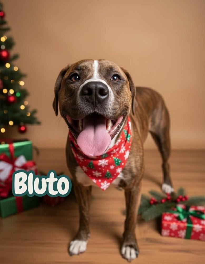 Bluto (k&k), a Adoptable mixed breed in Aulac, NB image 5/6