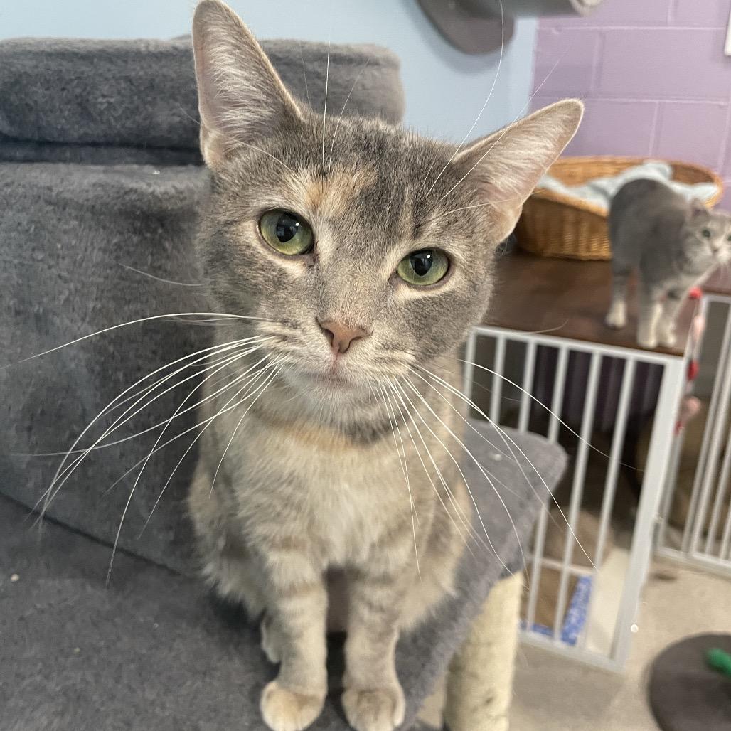 Andromeda, Adoptable, Adult Female Domestic Short Hair.