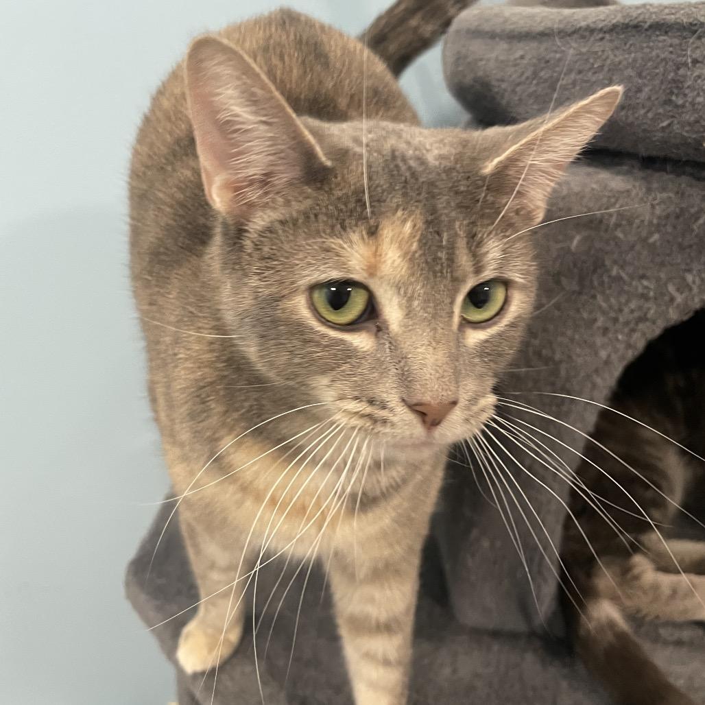Enlarge Andromeda, a Adoptable Domestic Short Hair in South Haven, MI image 2/6