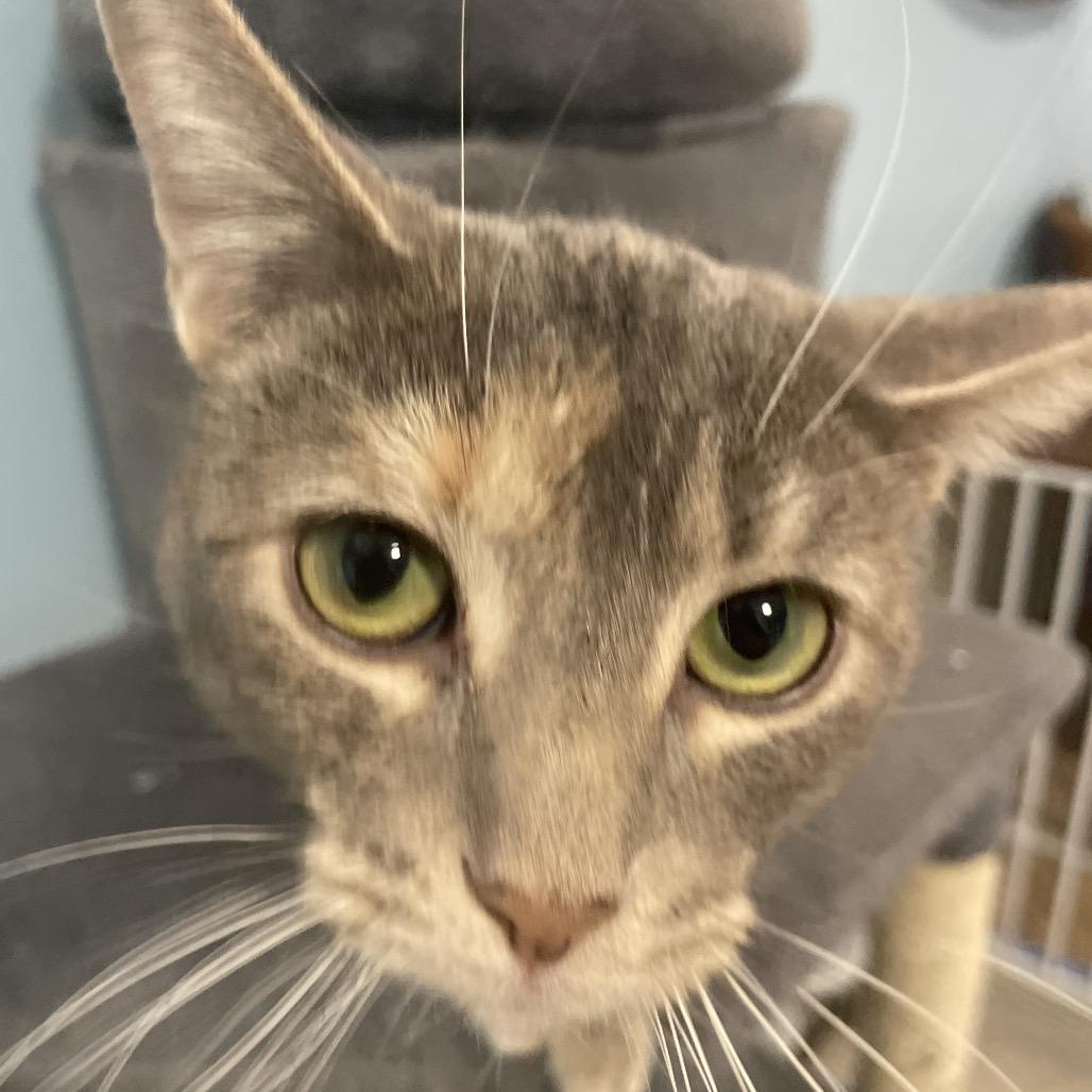 Enlarge Andromeda, a Adoptable Domestic Short Hair in South Haven, MI image 3/6