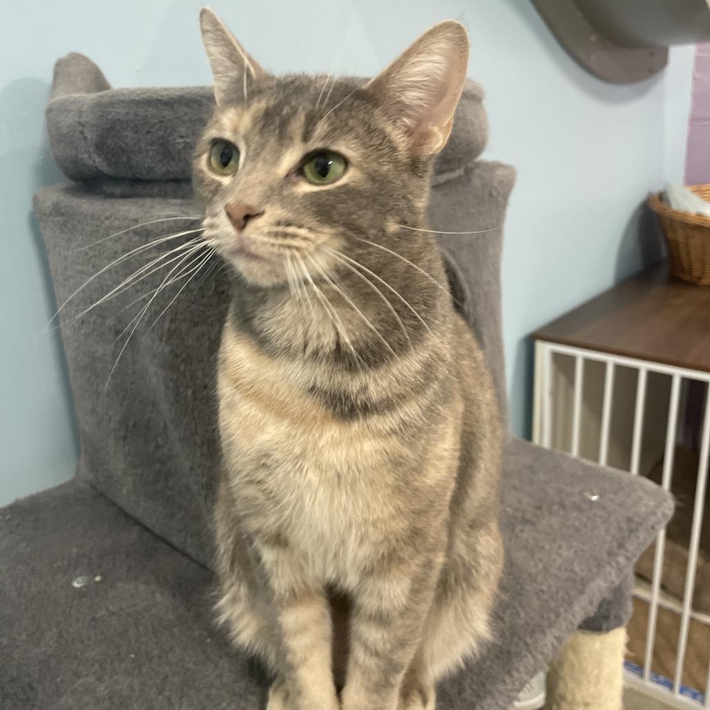 Enlarge Andromeda, a Adoptable Domestic Short Hair in South Haven, MI image 5/6