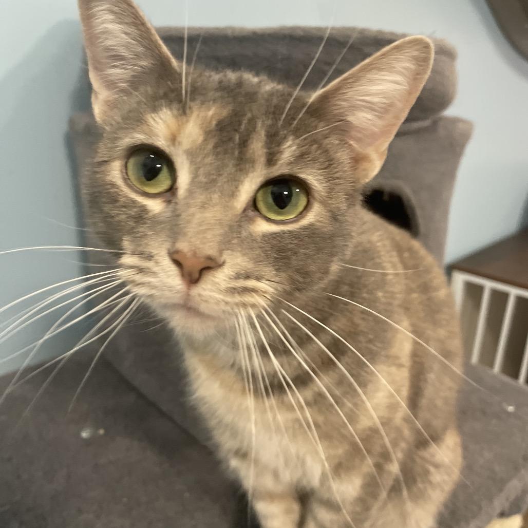 Enlarge Andromeda, a Adoptable Domestic Short Hair in South Haven, MI image 6/6