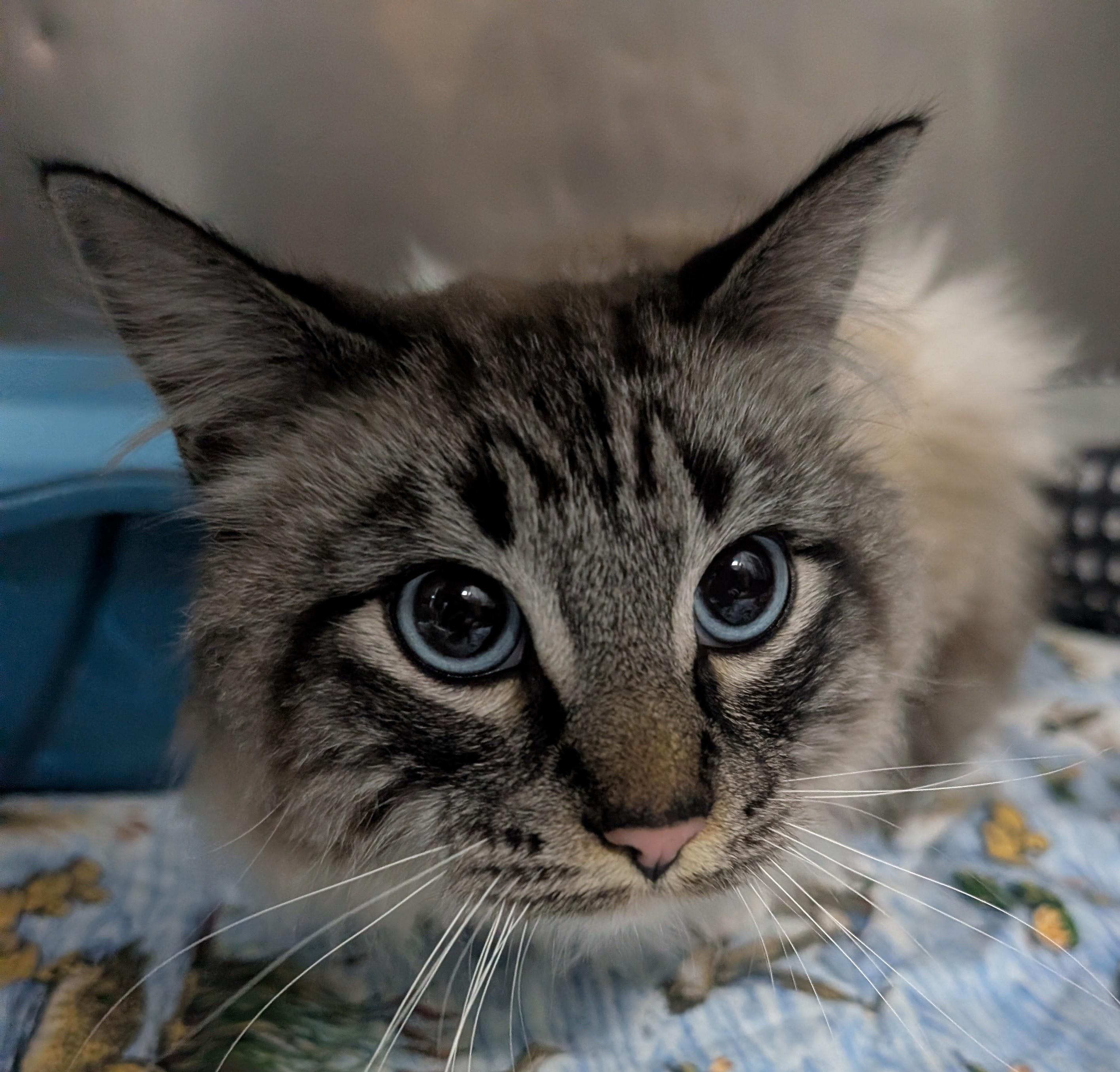 Jellybean, an adopted Himalayan in New Ulm, MN image 4/5