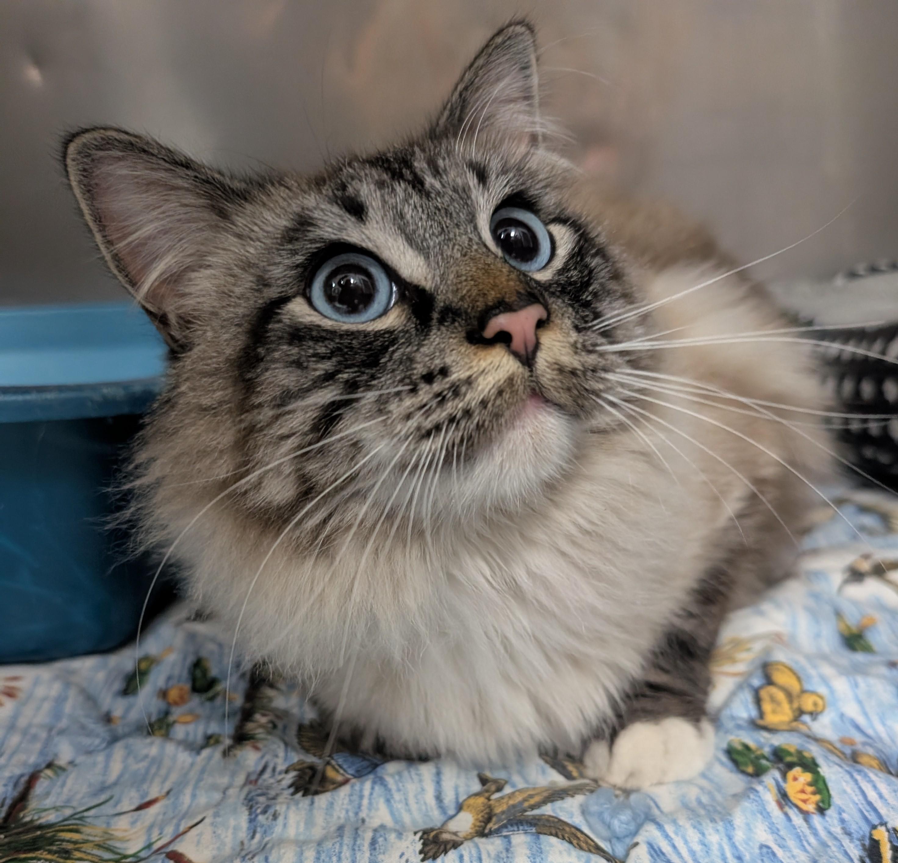 Jellybean, an adopted Himalayan in New Ulm, MN image 2/5