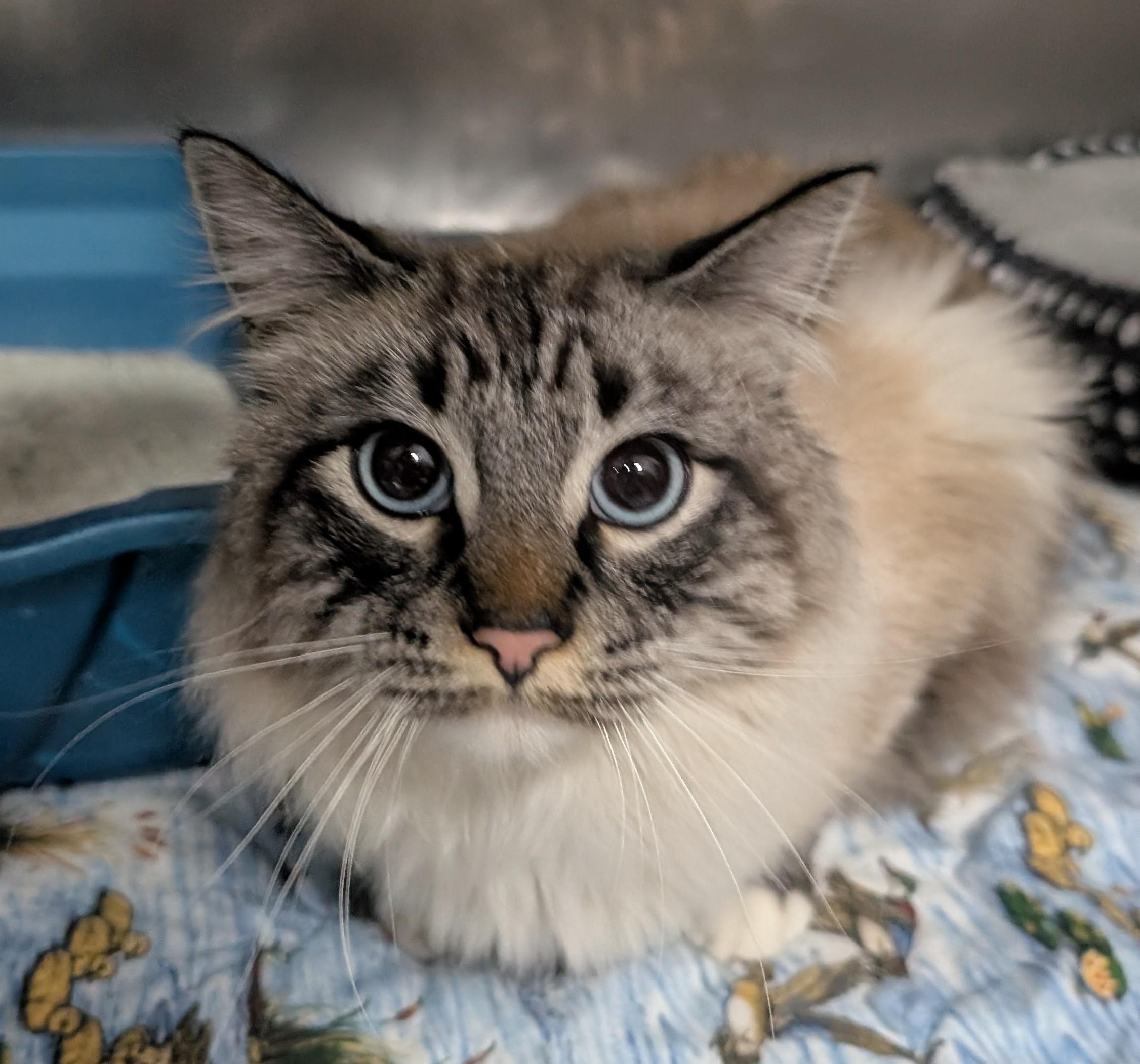 Jellybean, an adopted Himalayan in New Ulm, MN image 3/5
