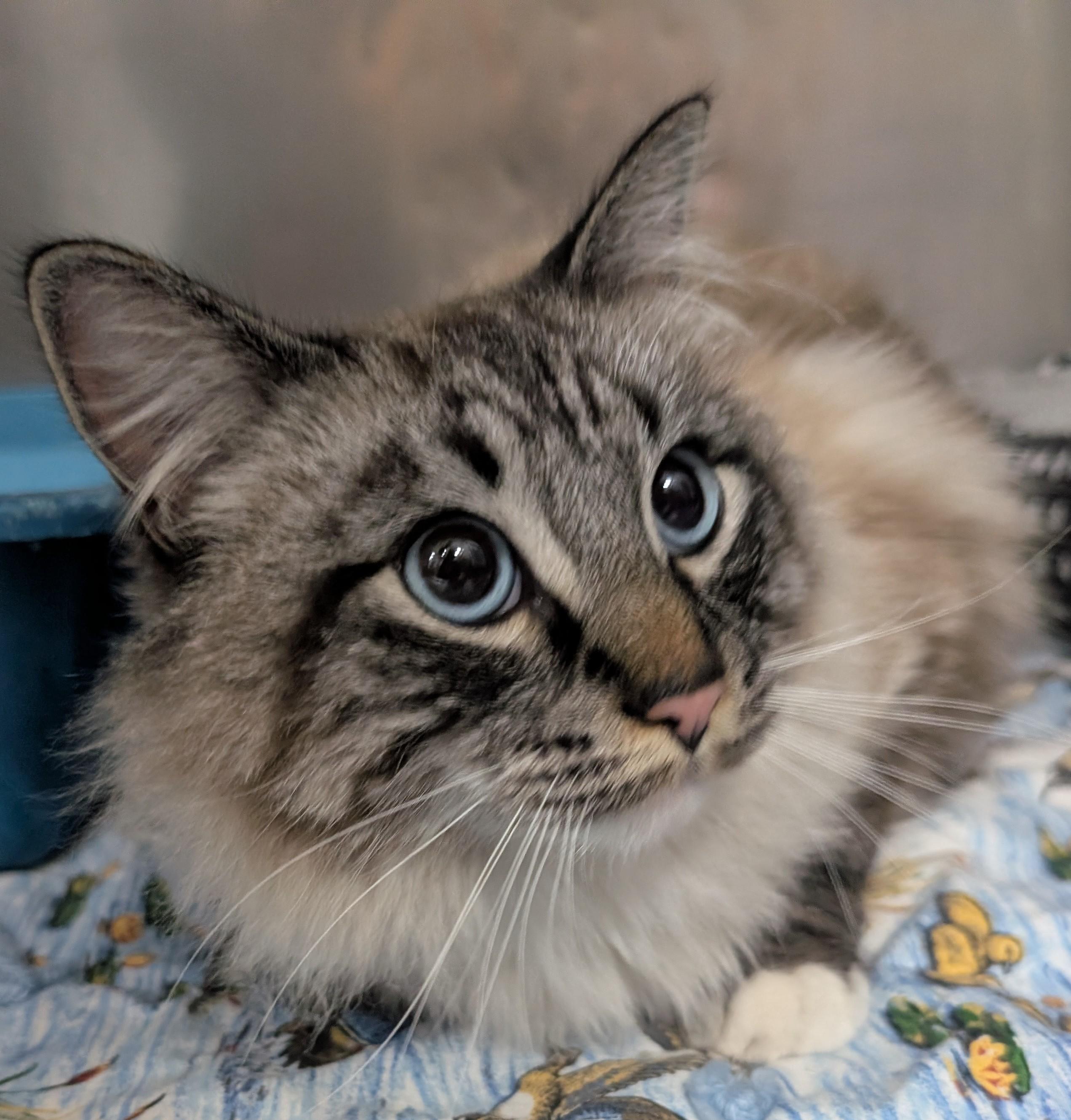 Jellybean, an adopted Himalayan in New Ulm, MN image 1/5