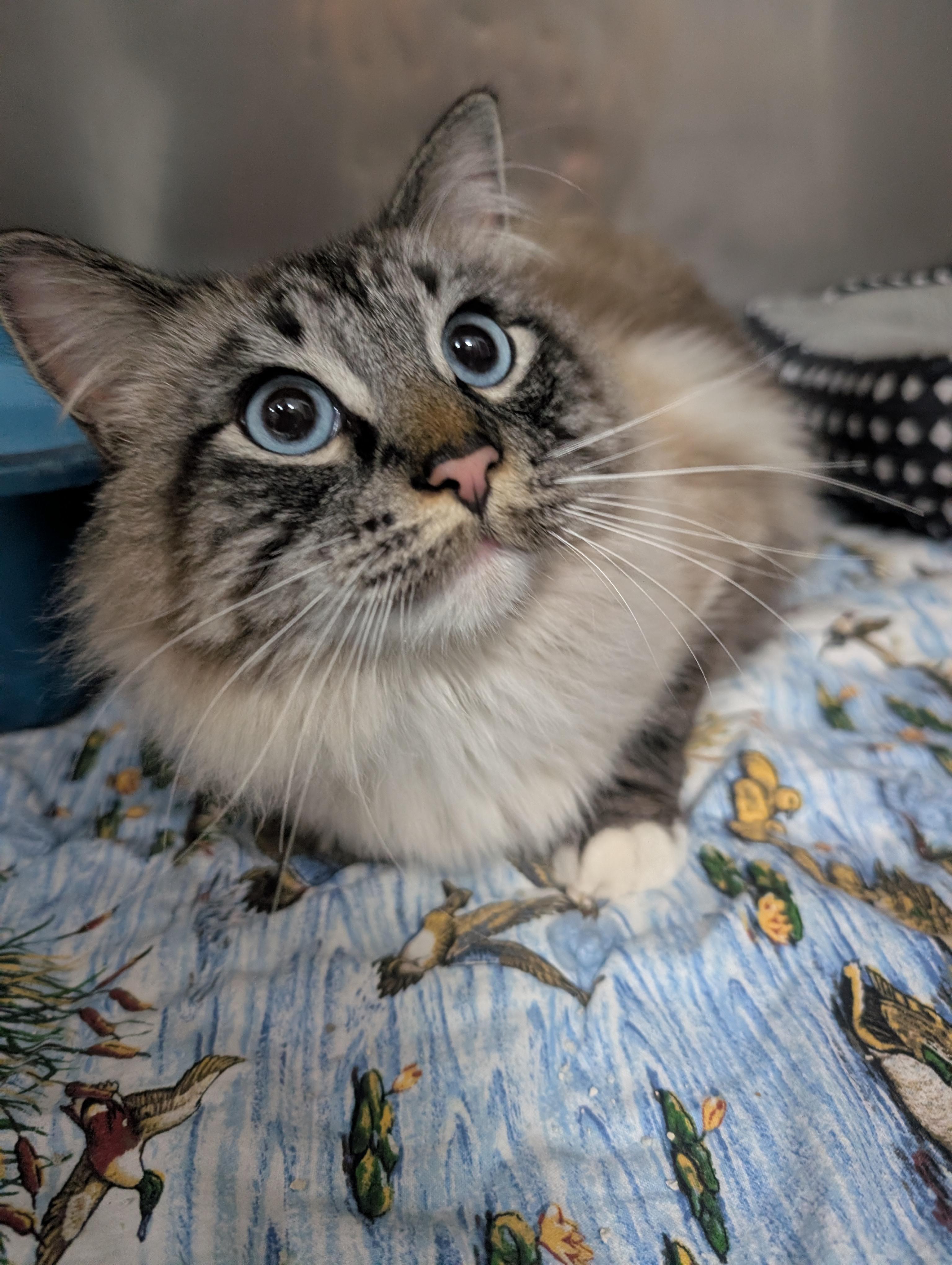 Jellybean, an adopted Himalayan in New Ulm, MN image 5/5