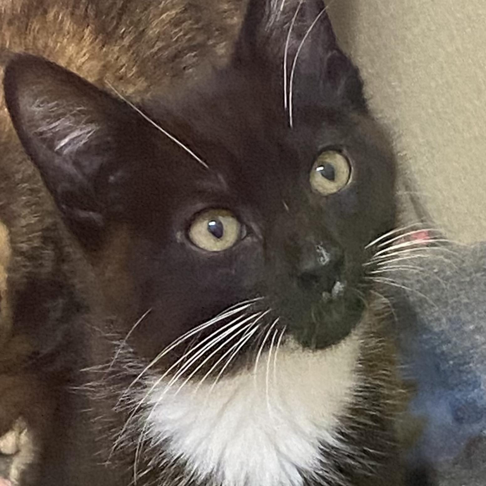 Stratego, Adoptable, Young Male Tuxedo.