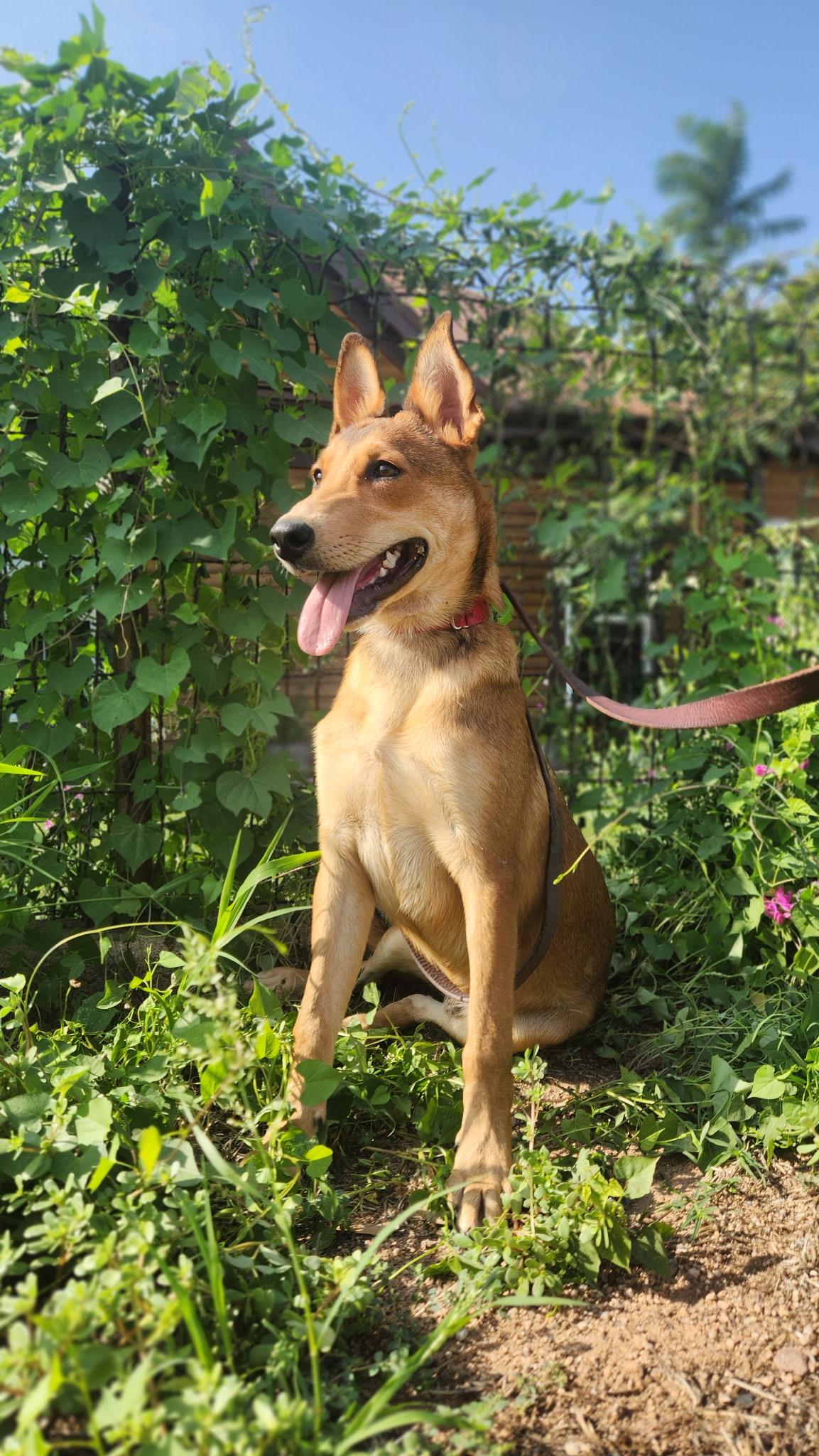 Enlarge Ryder, a Adopted mixed breed in Payson, AZ image 2/3