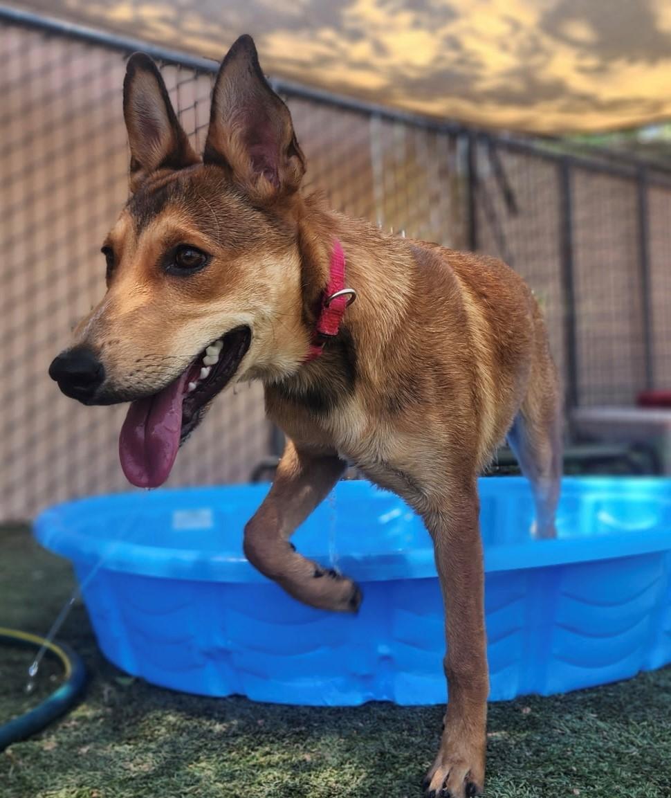 Enlarge Ryder, a Adopted mixed breed in Payson, AZ image 3/3