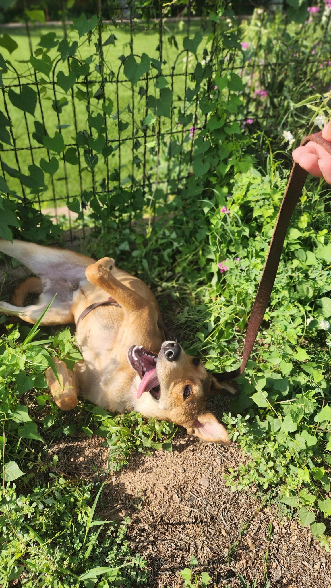 Ryder, Adopted, Young Male Shepherd.