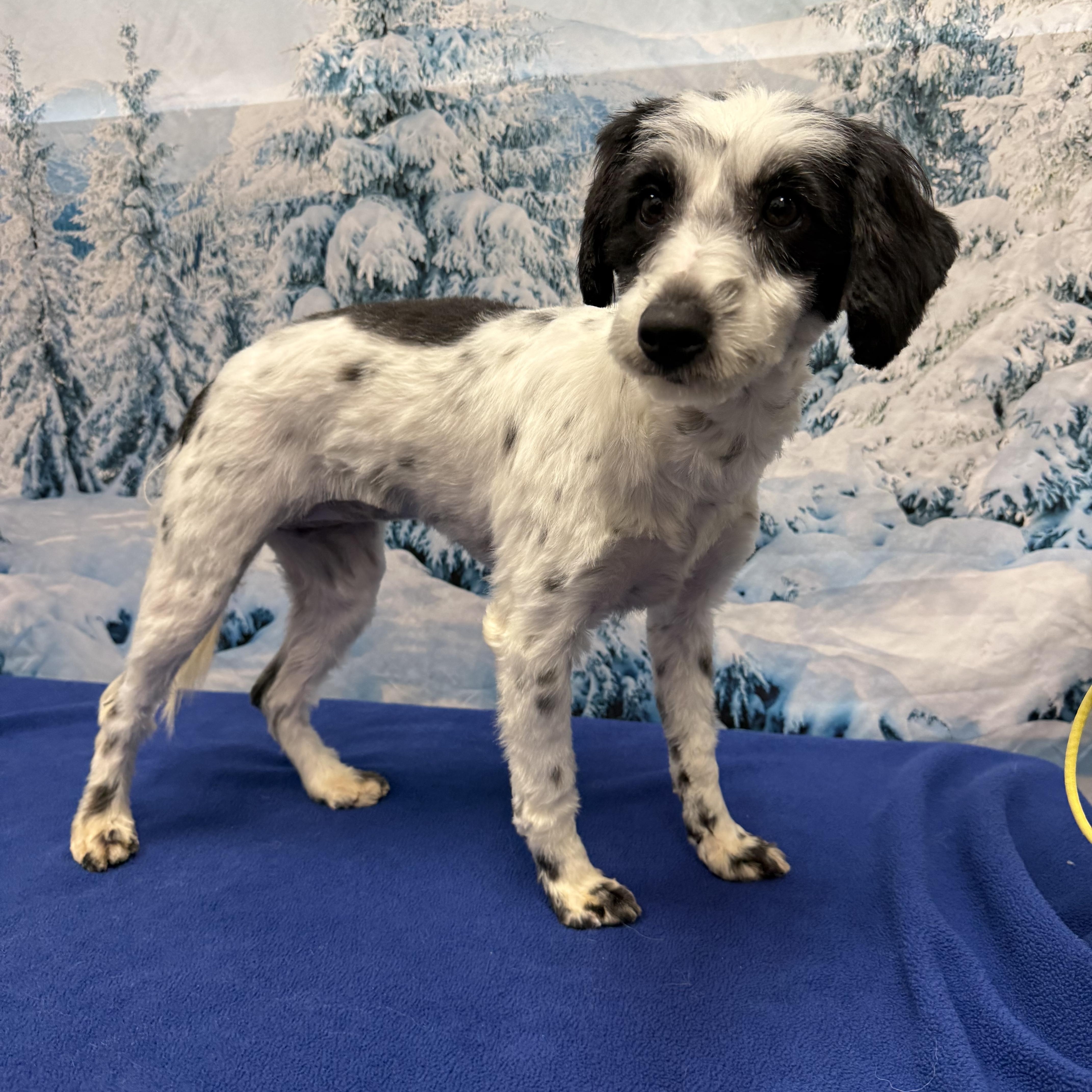 Enlarge Petunia, an adopted Miniature Schnauzer in West Valley, UT image 1/3