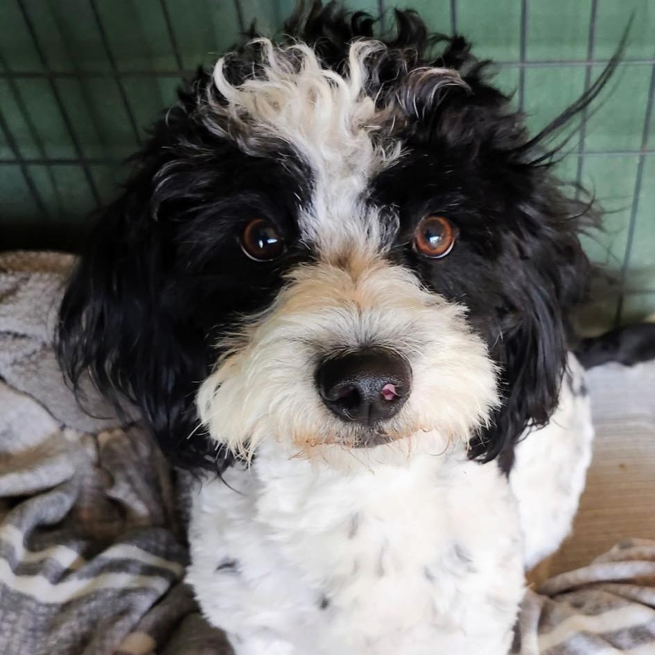 Snoopy/Oreo A1884541, Adoptable, Adult Male Havanese & Shih Tzu.