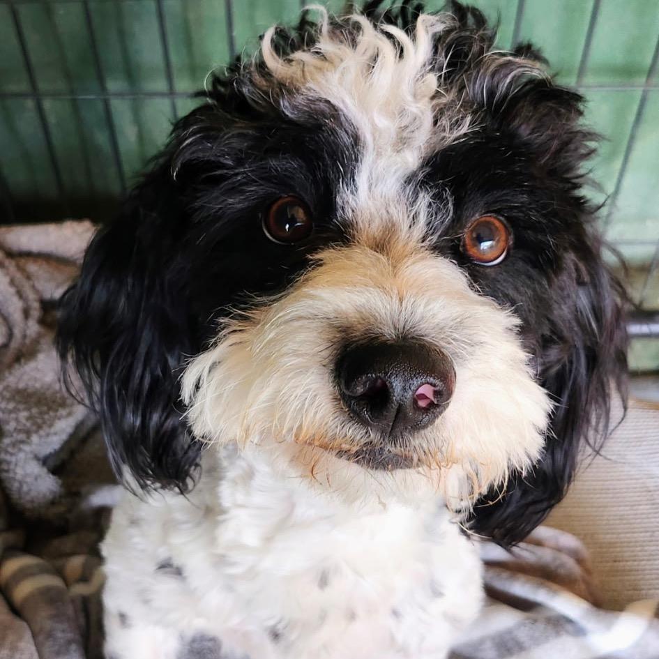 Enlarge Snoopy/Oreo A1884541, a Adoptable mixed breed in Long Beach, CA image 2/4