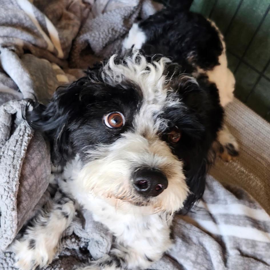 Enlarge Snoopy/Oreo A1884541, a Adoptable mixed breed in Long Beach, CA image 3/4