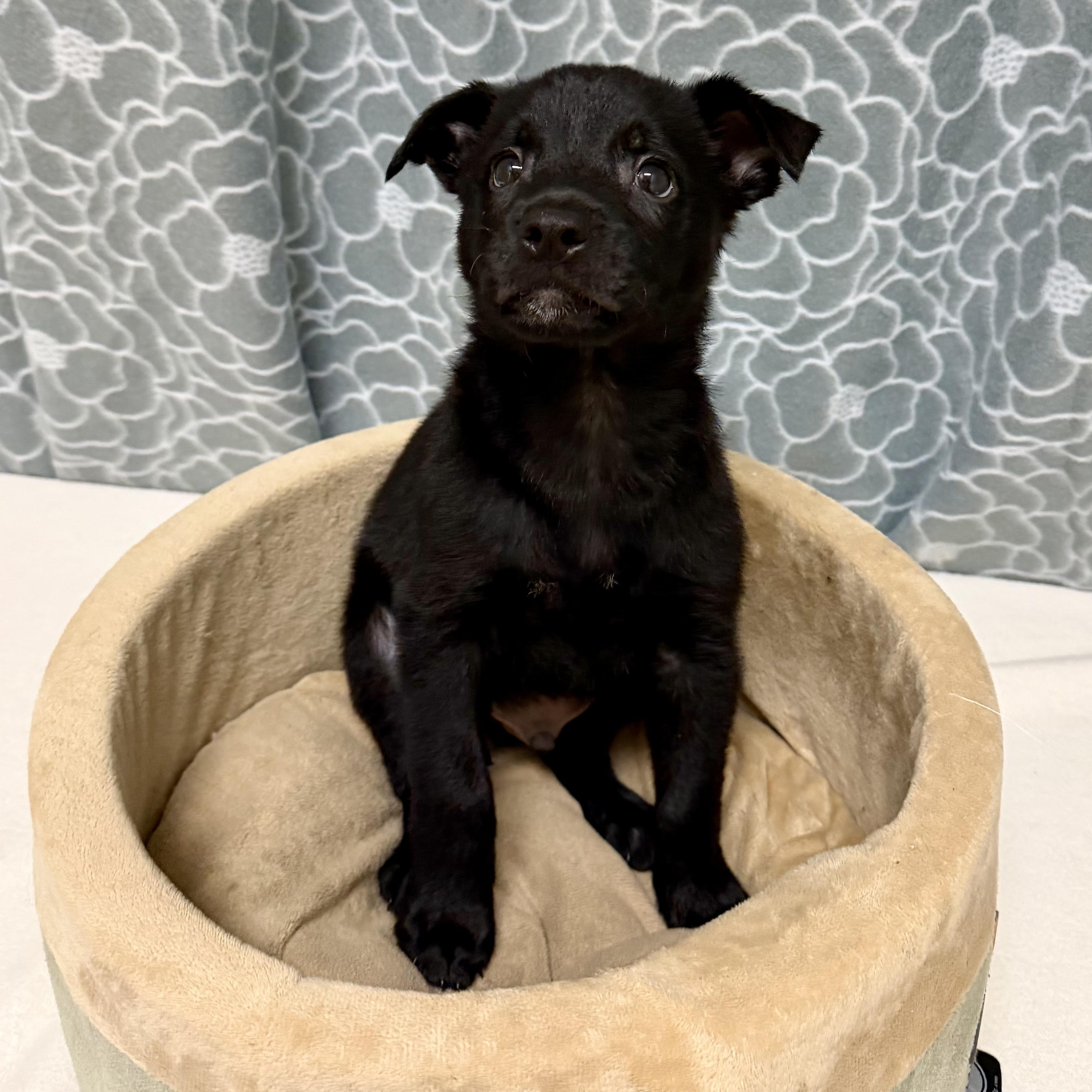 Enlarge Maverick, an adopted mixed breed in Libertyville, IL image 5/6